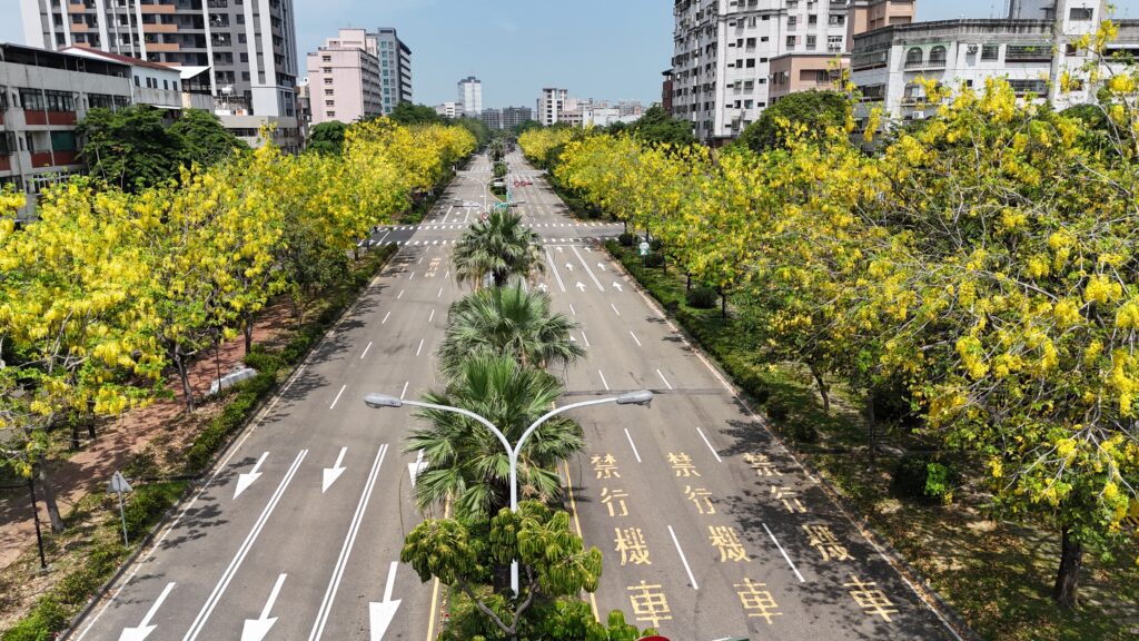 「金黃色嘉年華」來了！　台中市區阿勃勒盛開美炸！