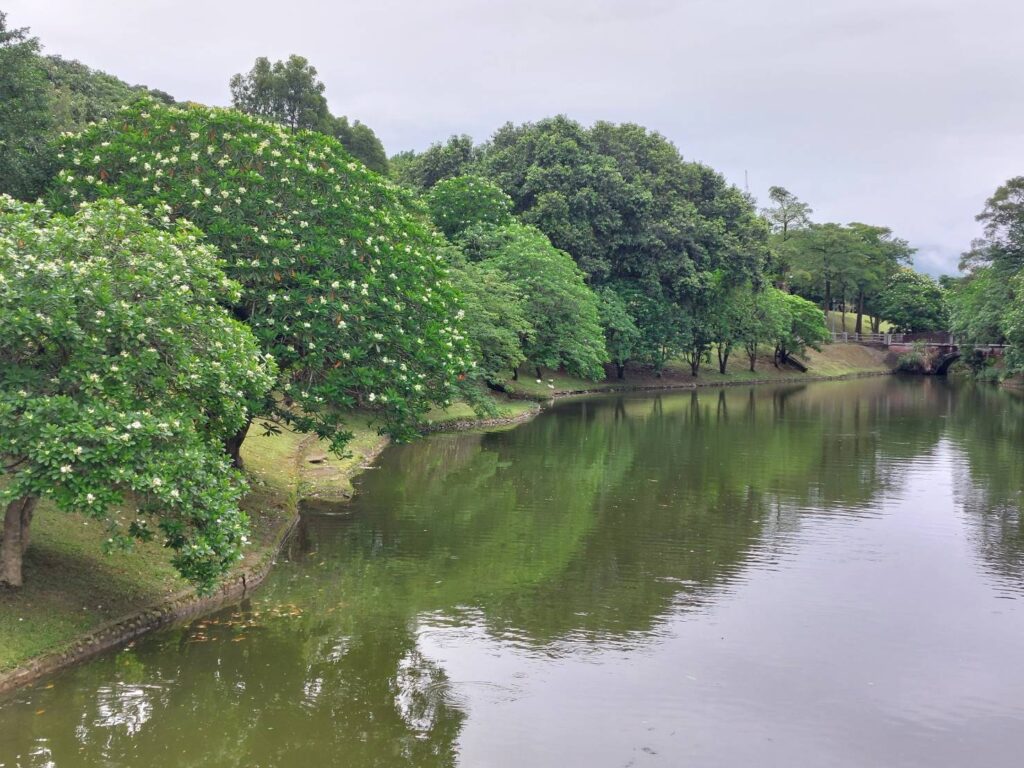 海檬果白花盛放　南港公園山水映襯如詩如畫