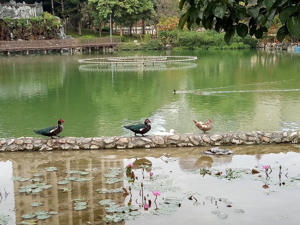 愛牠就不要棄養牠！　中市建設局攜手民間推動豐樂雕塑公園生態共好