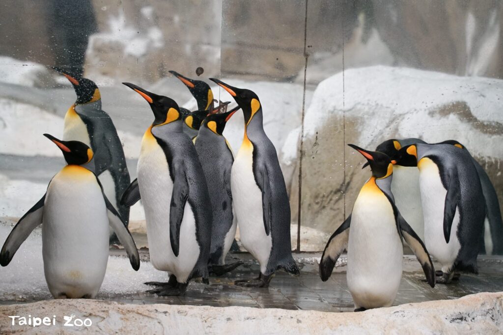 世界海洋日　臺北動物園「鱻旅奇緣」活動寓教於樂