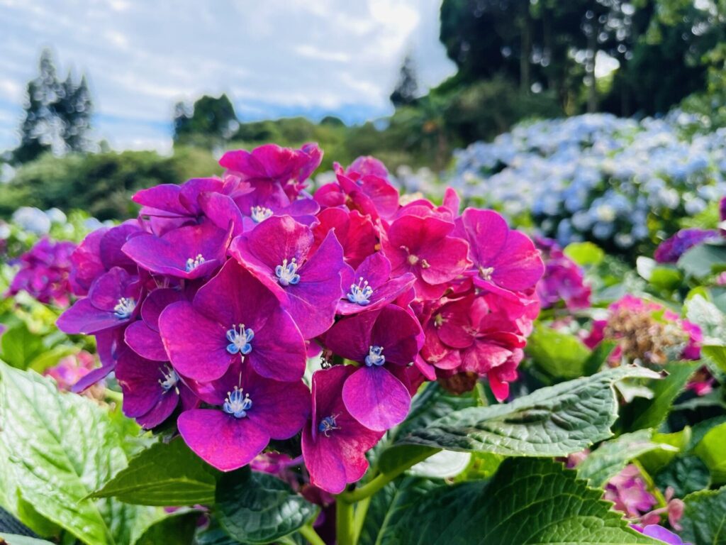 紫陽花爭豔　把握竹子湖花季尾聲