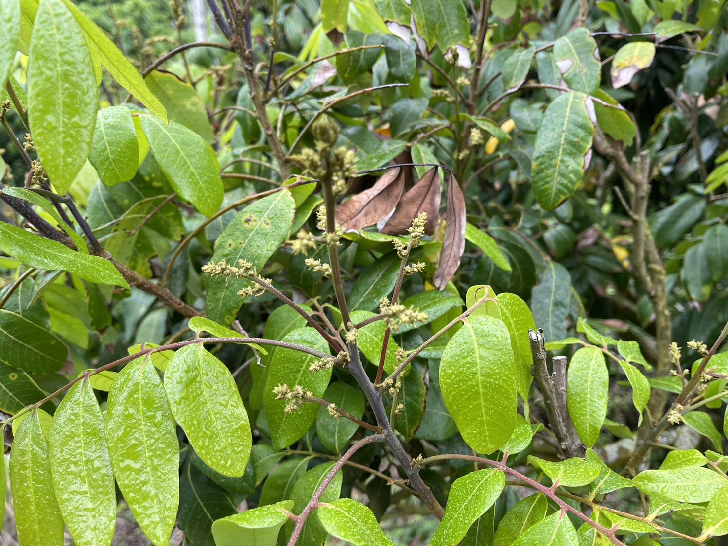 蜂群蜜源缺乏致農業災損　中市6/28前受理申請現金救助