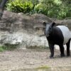 馬來貘「hideo英雄」不幸猝逝　臺北動物園解剖病理初判說明