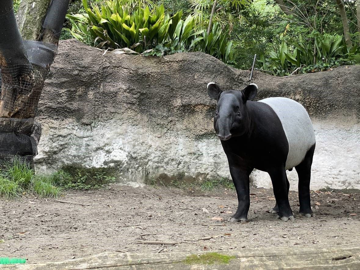 馬來貘「hideo英雄」不幸猝逝　臺北動物園解剖病理初判說明