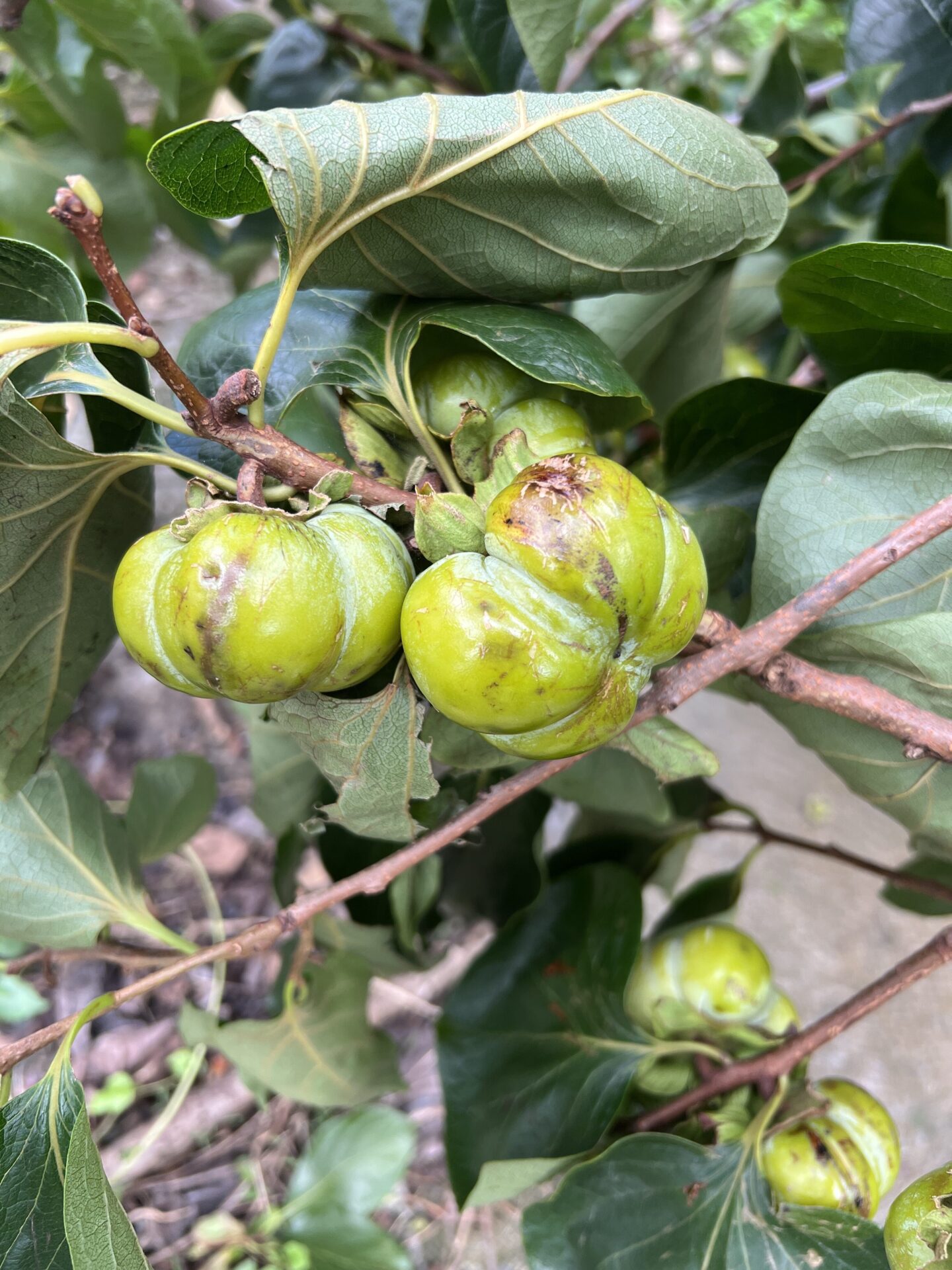 中市柿(甜柿除外)、紅龍果、百香果、唐菖蒲、冬瓜、南瓜、辣椒及薏苡災損　8/7前可申請現金救助