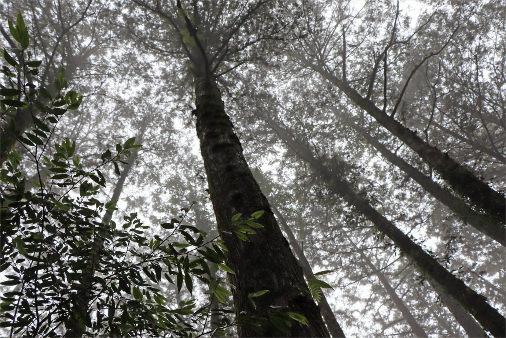 雲端秘境！阿里山賓館限量8間獨享五奇美景