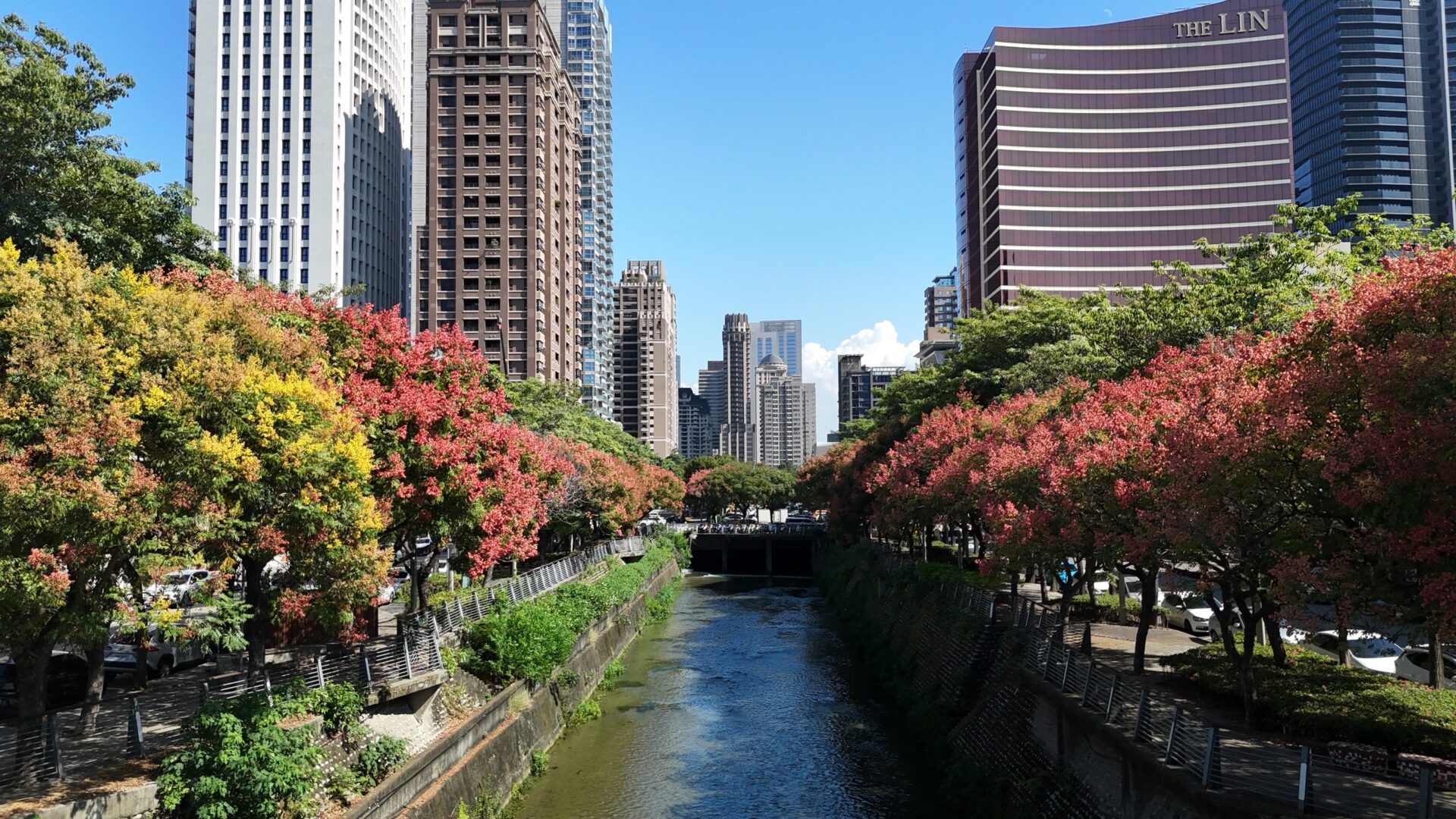 台灣欒樹金秋盛放！   中市再現絕美限時賞景不容錯過