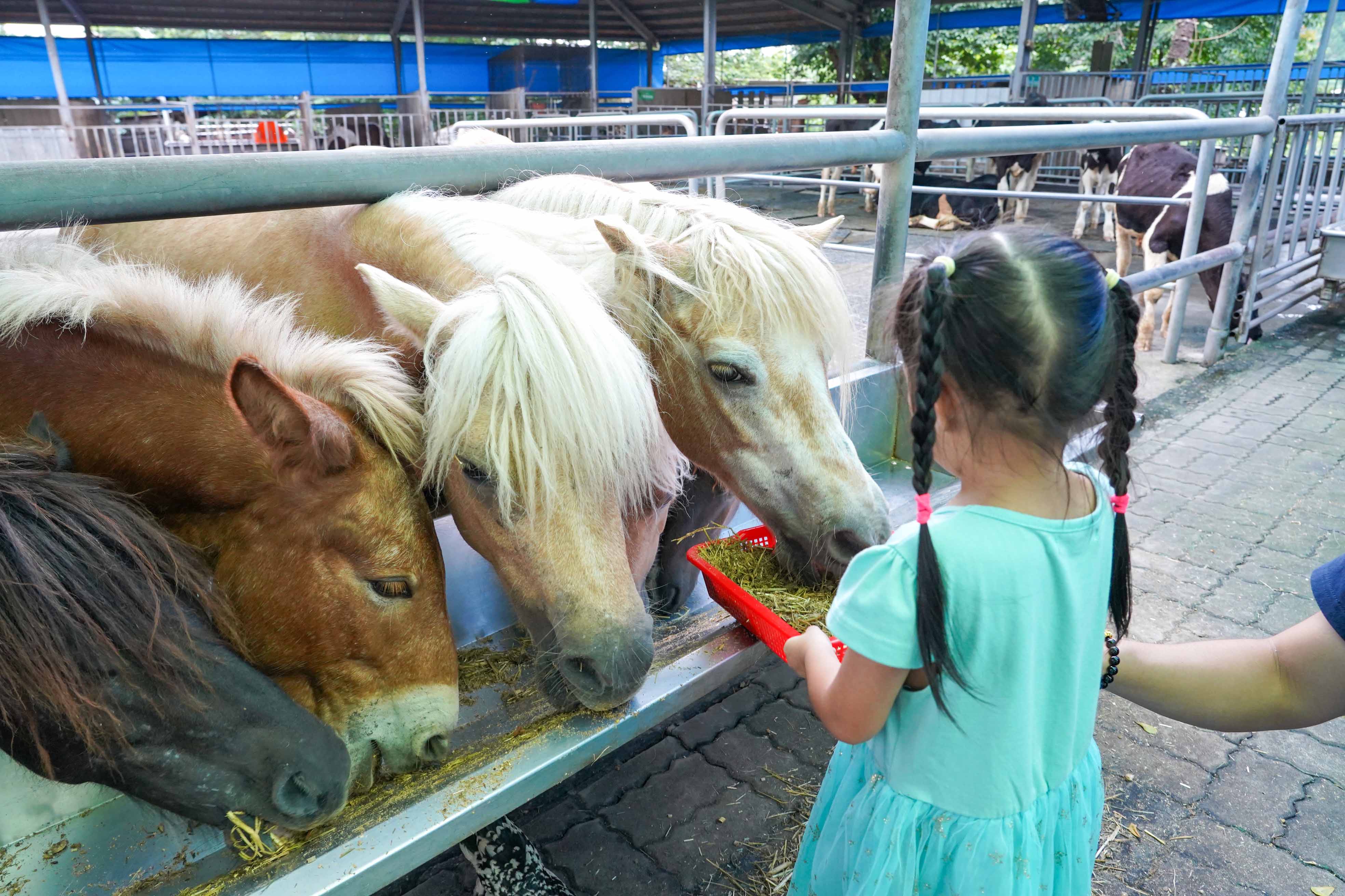 阿里山腳下的親子樂園　中埔鄉農創園區與特色體驗一日遊