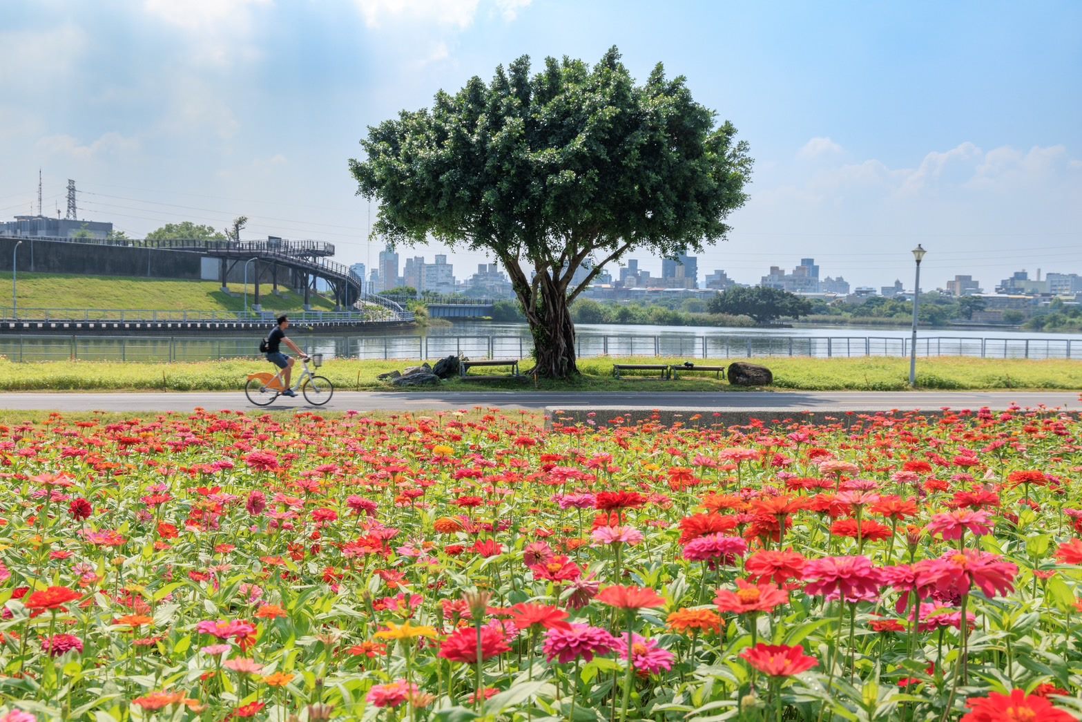 北市河雙21號河濱公園首波花海綻放　百日草繽紛迎秋