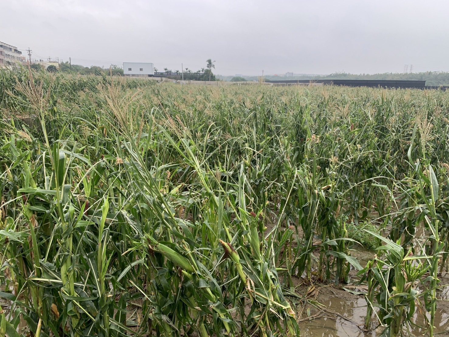 中市硬質玉米及大豆災損-　11/18前可申請現金救助