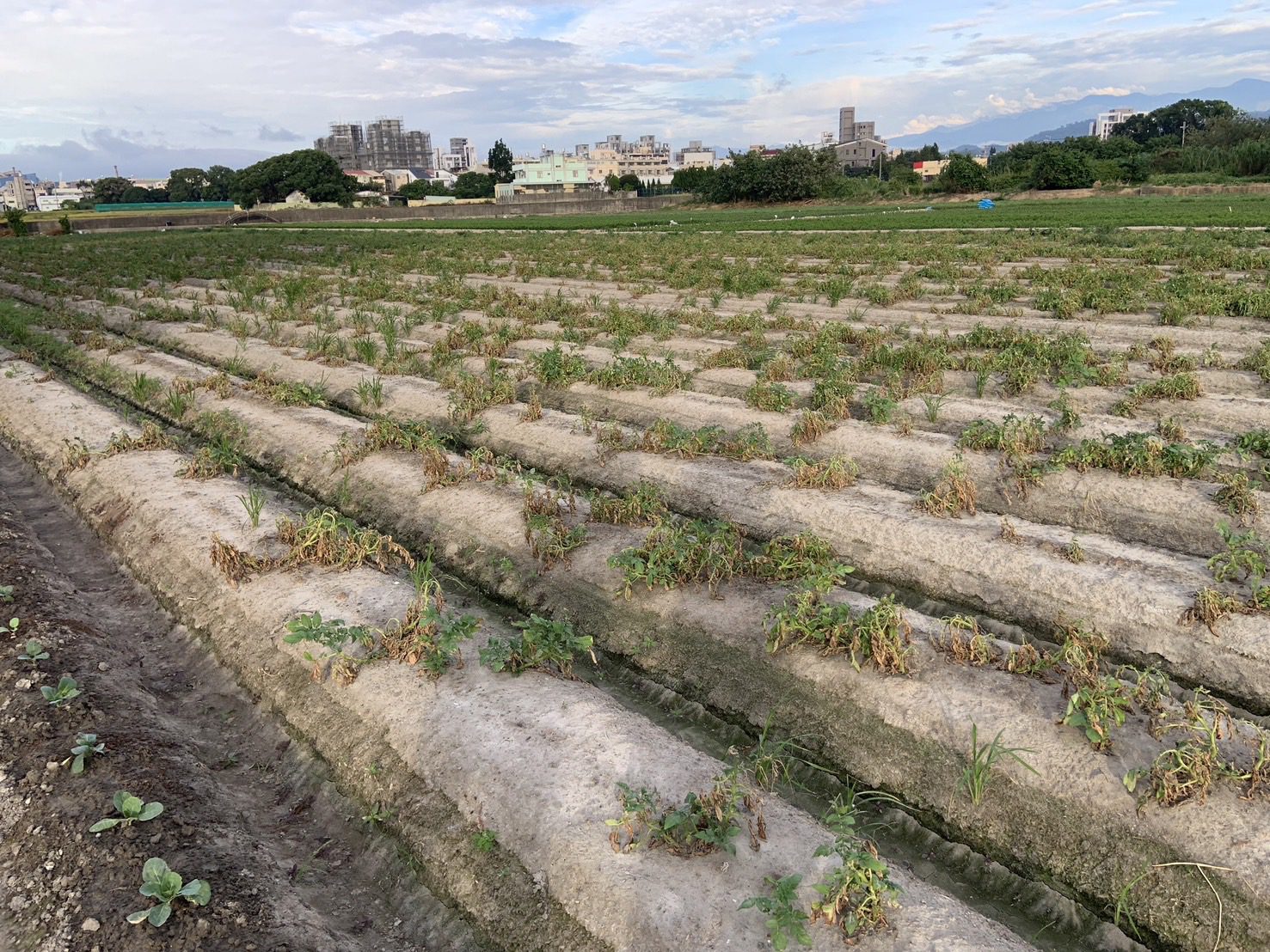 中市馬鈴薯災損 　11/25前可申請現金救助