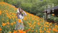 台中四季花海驚豔登場！　觀旅局帶您走訪五大花卉秘境、邂逅季節限定之美