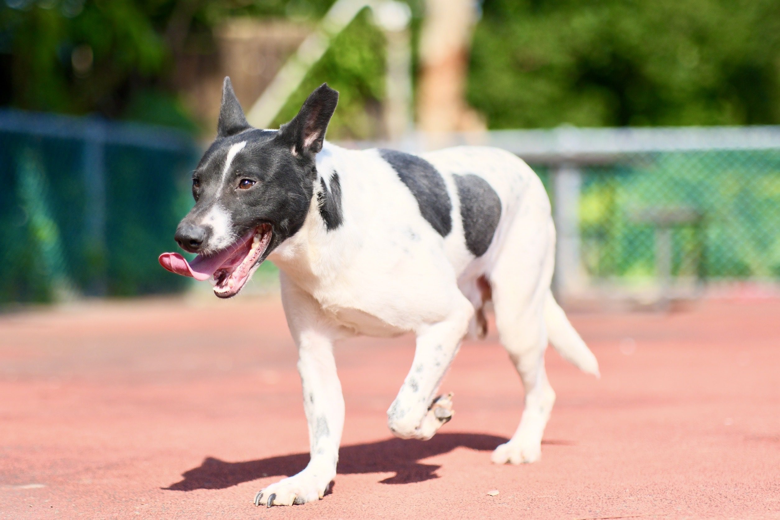 暴雨水淹樹斷　黑白犬斷腿受困　新北動保員綁繩涉水救援　恢復健康等新家