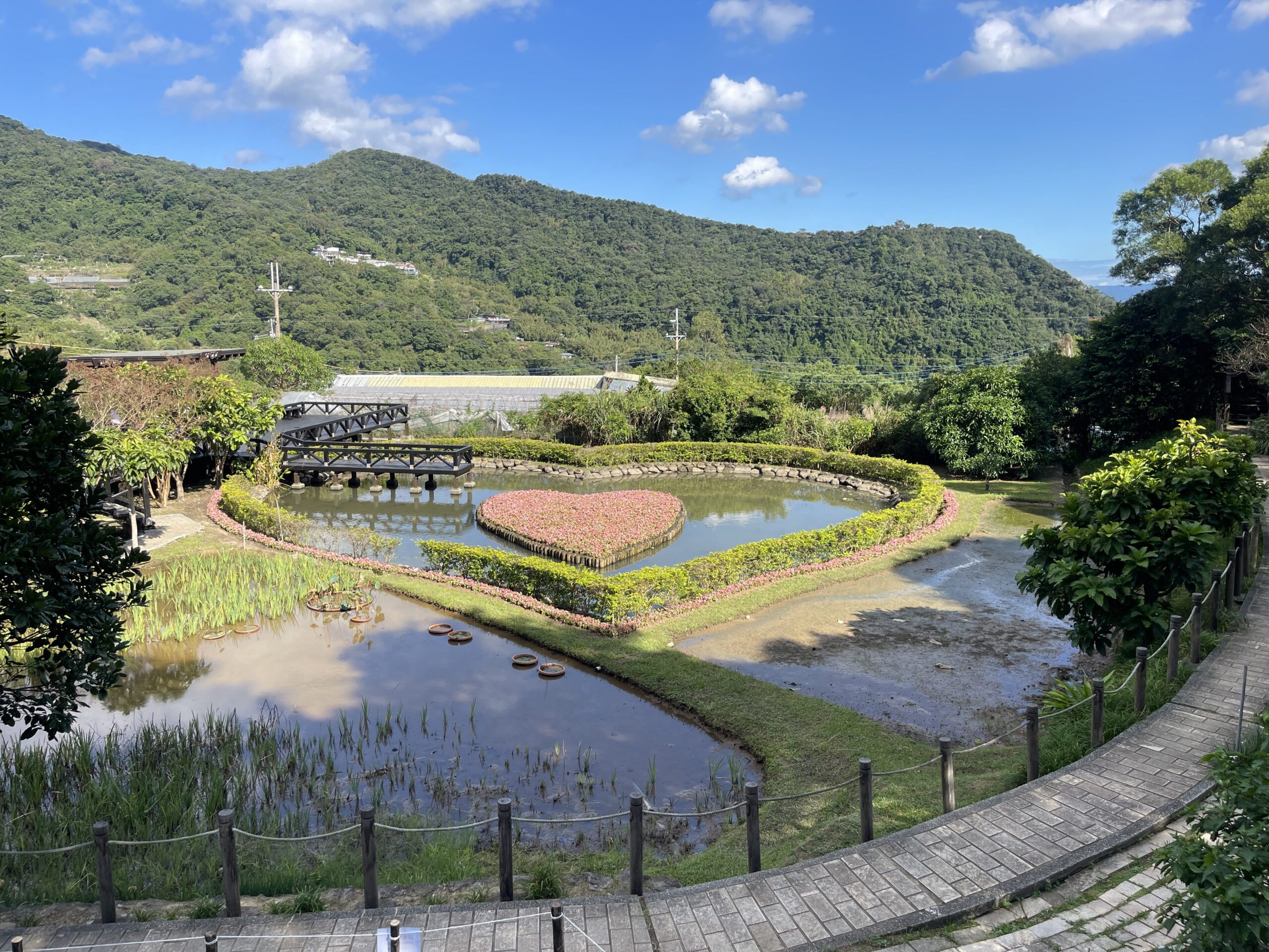 白石湖草莓季開跑　高架栽培雨天也能採果　輕鬆體驗香甜假期