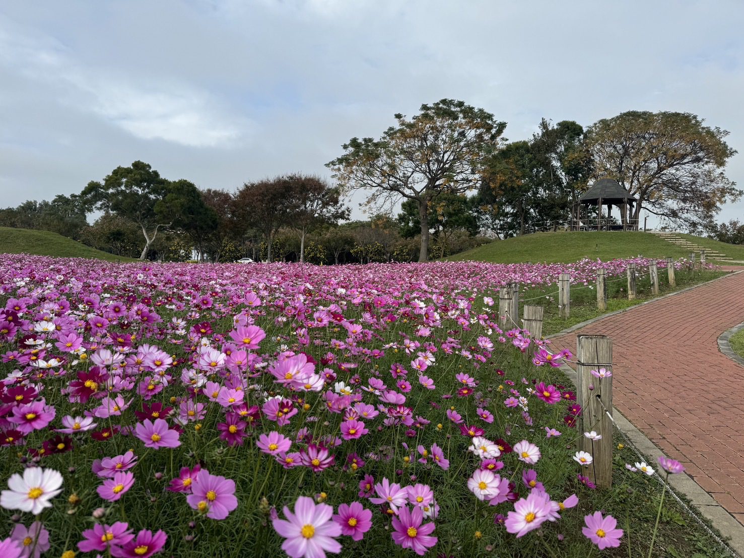 中市后里環保公園大波斯花朵盛開-　建設局：近郊賞花喜迎蛇年好去處！