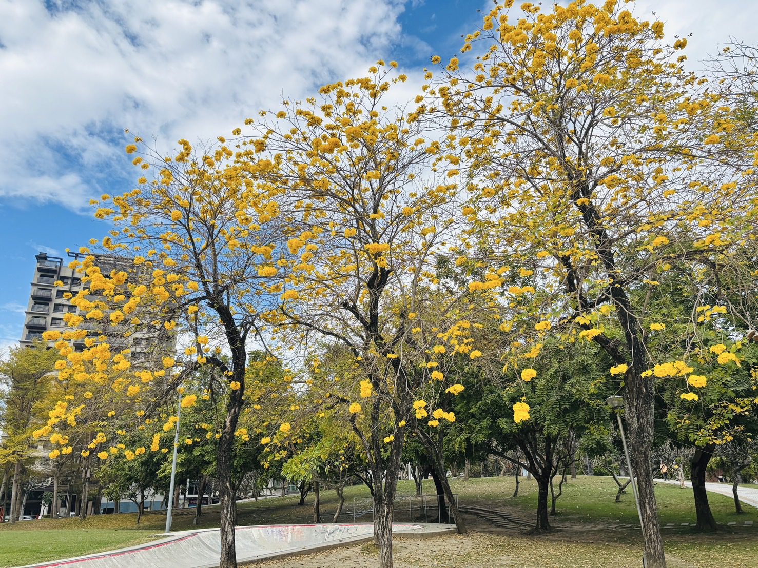 台中風鈴木美炸！　金黃、粉紅花海吸引大批遊客拍照打卡