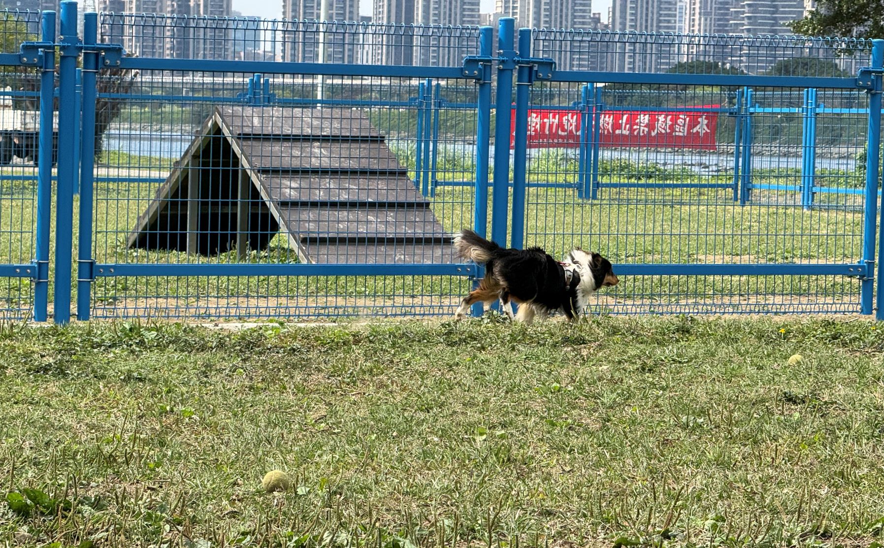 永和綠寶石寵物公園　-更新安全圍籬　讓毛孩盡情奔跑