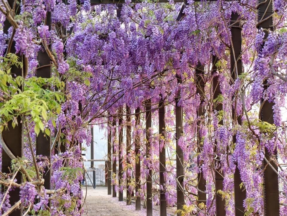 瑞里紫藤花季超療癒！楊淨宇扮花仙子　漫遊花海品高山咖啡