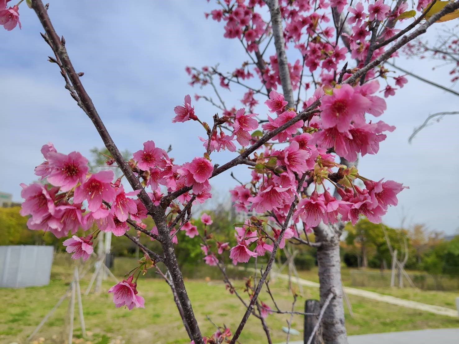 讓樹木有個適合的家　台中嶺東公園櫻花綻放點綴初春景色