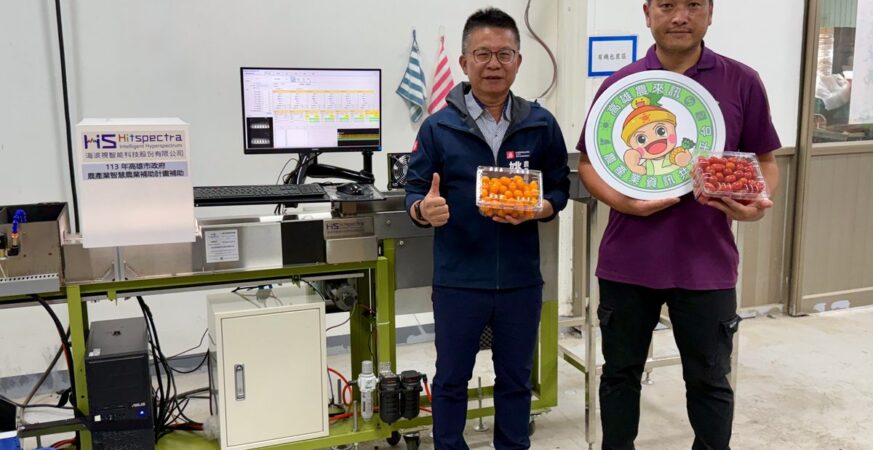 高雄小番茄變聰明！　ai挑好果-人力需求減半、效率增5成
