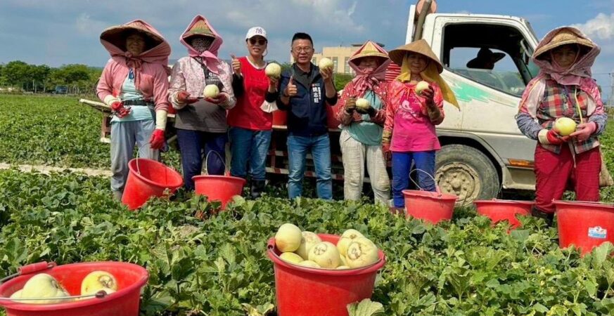 高雄瓜果豐收上市　初夏吃瓜正對時