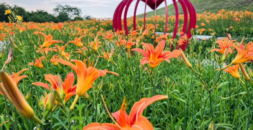 賞金針花、向日葵不必跑花東！　中市后里環保公園花海掀起賞花熱潮