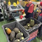 嘉義市加強市售豬肉抽驗及原產地標示稽查　捍衛市民食品安全