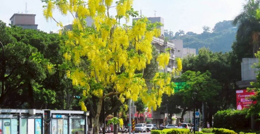 金色花雨迎盛夏　阿勃勒為畢業季獻上祝福