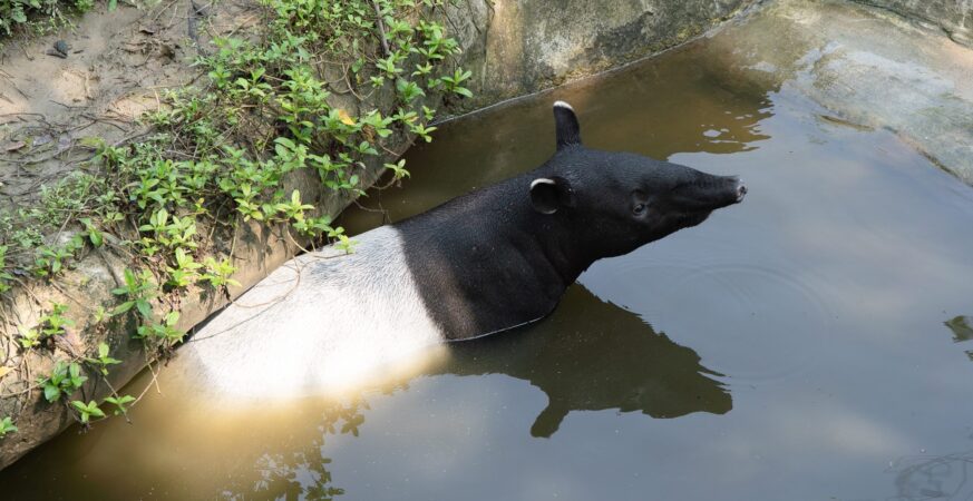 動物園休園10天　動物放暑假泡水納涼笑容滿分