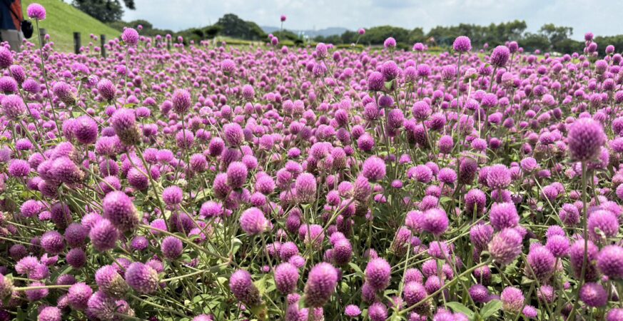 1000株千日紅夢幻登場！　 后里環保公園化身粉紫童話花園