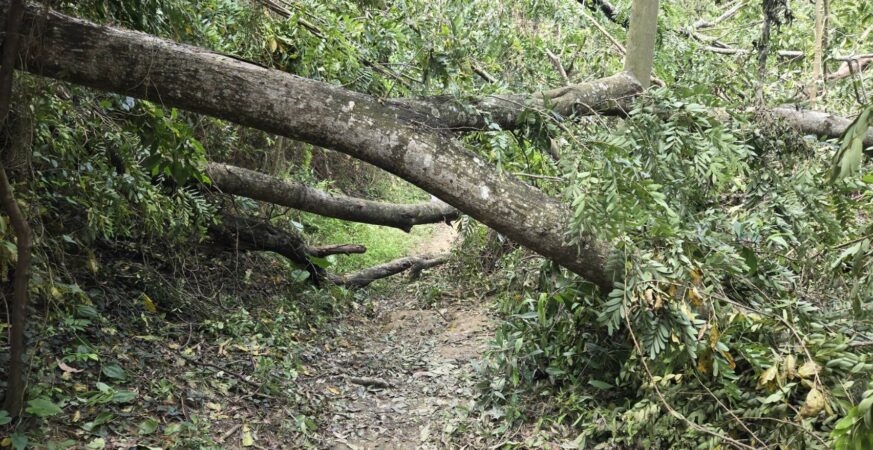 蘭潭環潭公路已搶通　後山步道持續搶災封閉