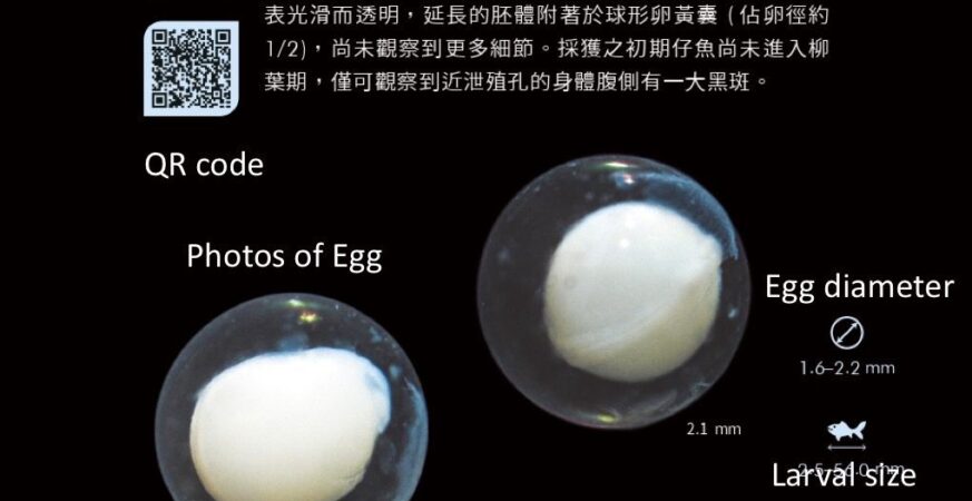 全球首套經DNA驗證的魚類早期生活史圖鑑　 《魚大十八變-魚卵及仔稚魚多樣性圖鑑》