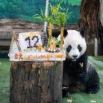 舞力全開！37國選手台北尬舞　2025 CTC CUP冠軍名單出爐