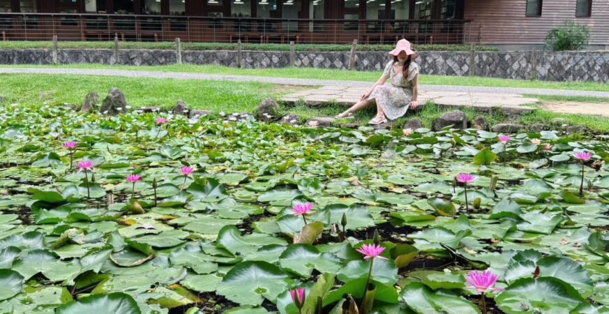 荷與睡蓮誰美？ 北投公園一次看
