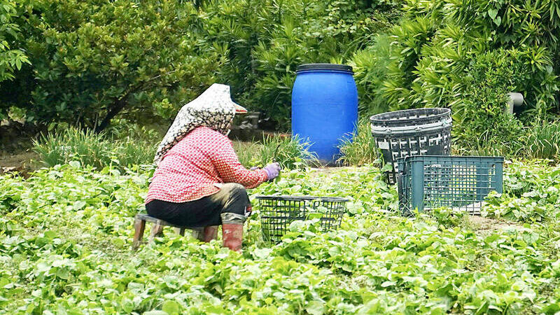 《台北時報》內閣提出奪走老年農民法案