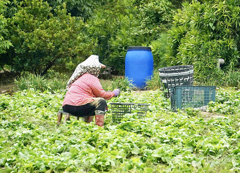 《台北時報》內閣提出奪走老年農民法案