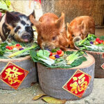 中南8縣市26處、28塊台糖釋地再蓋1.3萬戶社宅