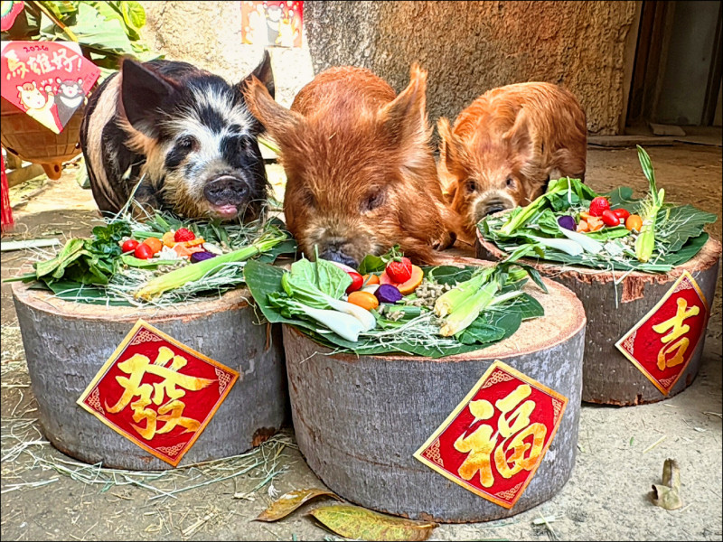 壽山動物園有年味除夕「金馬五吉」菜圍爐