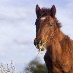 程志統一觀點：「台灣病」的解方─兩岸和解與ECFA 2.0