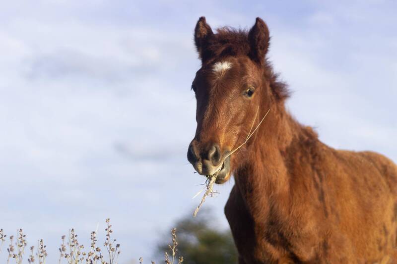 《金馬年懂馬》馬臉最誠實地讀懂它正在治癒你的神經系統