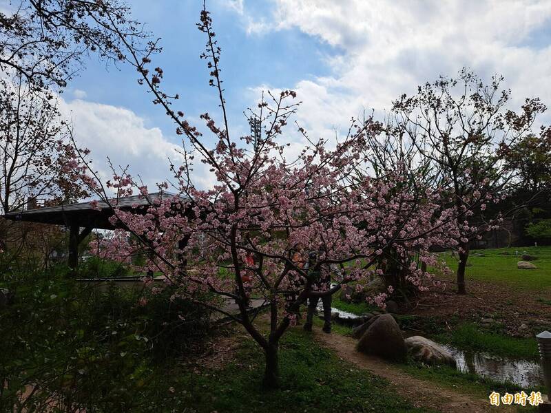 新竹公園粉紅櫻盛開 竹市區近期賞櫻花曝光