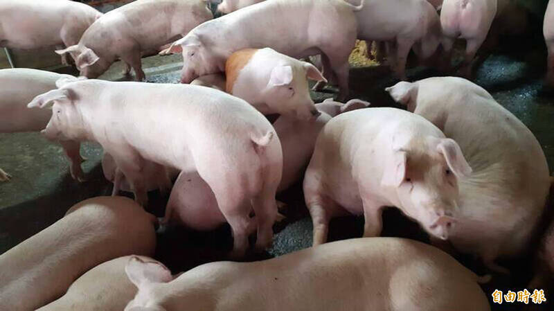 《台北時報》疫情爆發後工信部重新申請無非洲豬瘟設計