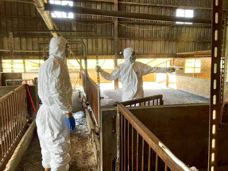 《台北時報》隱瞞豬瘟疫情農民被追捕 《台北時報》隱瞞豬瘟疫情農民被追捕