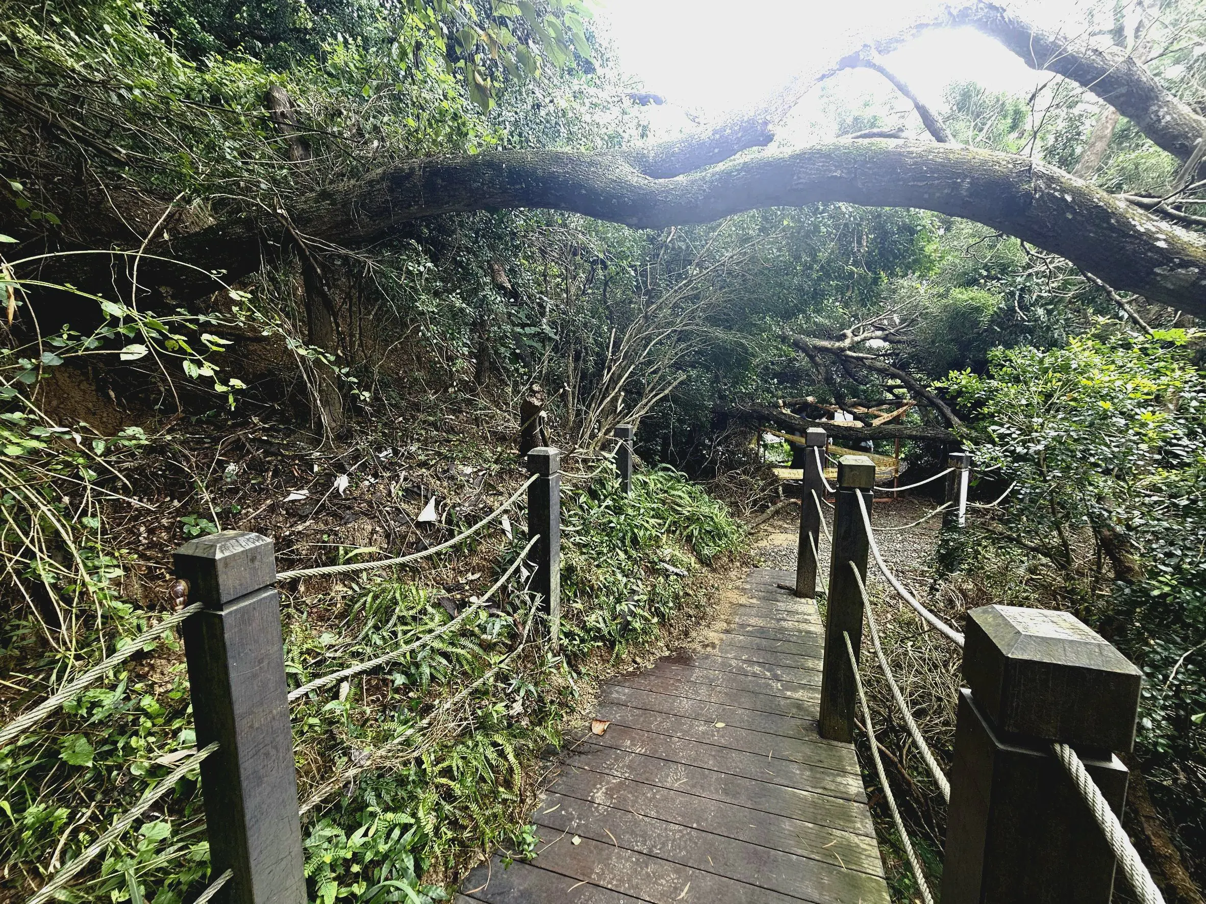 大坑多條登山步道加速修復　市府呼籲留意步道封閉狀況勿擅闖