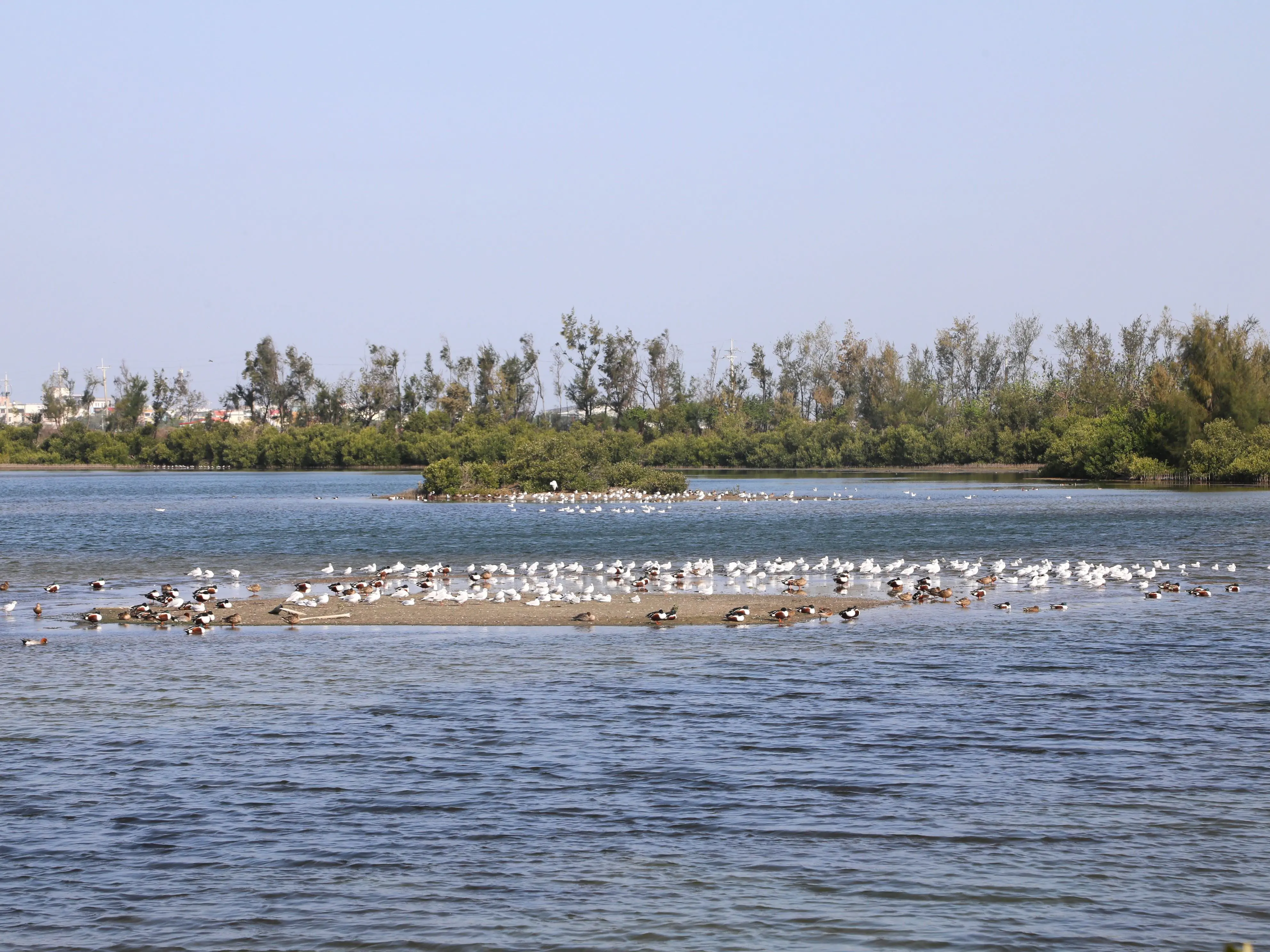 布袋候鳥季今日登場　千羽齊聚展現國家級濕地風采