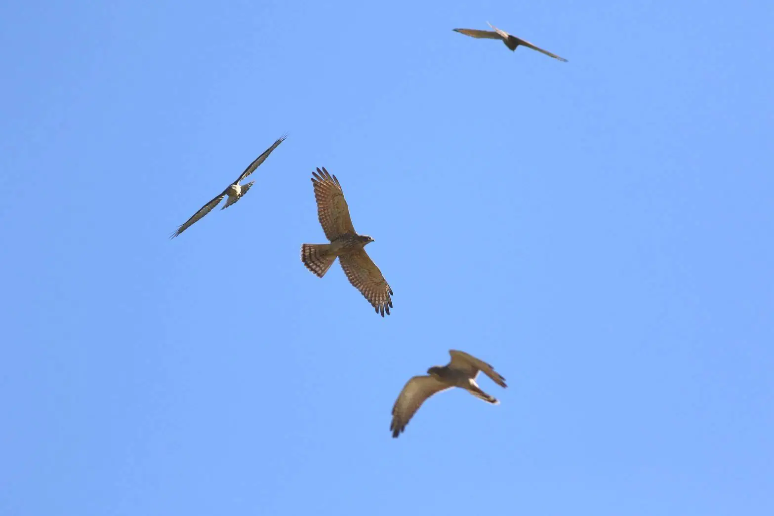 2026鷹揚八卦賞鷹活動-「八卦松林大角頭」