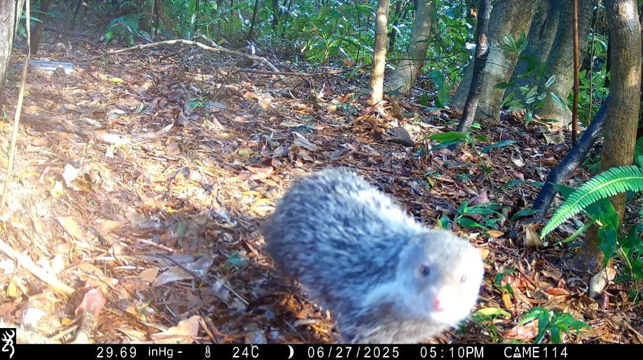 南港公園出現神祕住客　野生動物給您意外驚喜